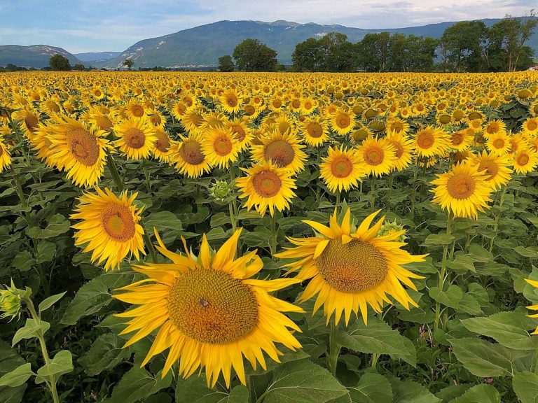 Sommersegen